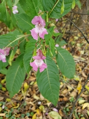Impatiens glandulifera