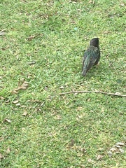 Sturnus vulgaris