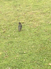 Sturnus vulgaris