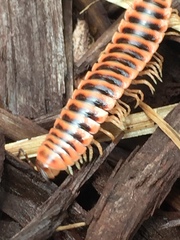 Apheloriini