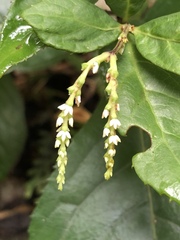 Chloranthus henryi