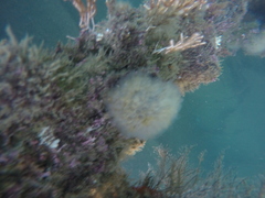 Clavelina oblonga
