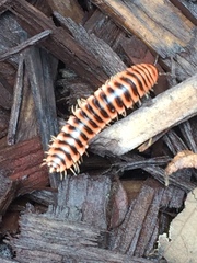 Apheloriini