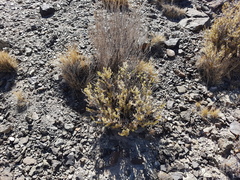 Chuquiraga ruscifolia