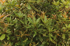 Quercus humboldtii