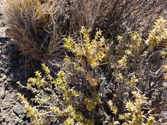Chuquiraga ruscifolia