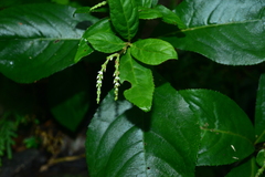 Chloranthus henryi