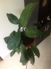 Araceae