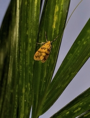 Miltochrista rubricosa