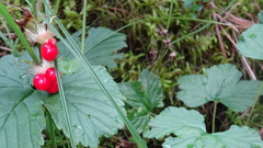 Rubus humulifolius