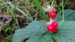 Rubus humulifolius