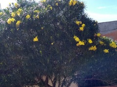 Cascabela thevetioides