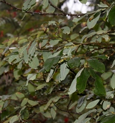 Salix appendiculata