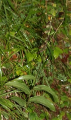 Epipactis atrorubens