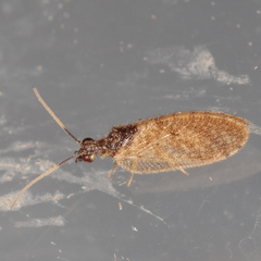 Sympherobius barberi