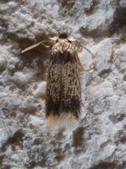 Stigmella macrocarpae