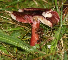 Russula queletii