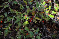 Cotoneaster glaucophyllus
