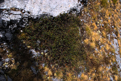Cotoneaster glaucophyllus