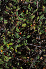 Cotoneaster glaucophyllus