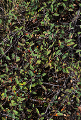 Cotoneaster glaucophyllus