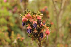 Brachyotum strigosum