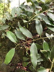 Cinnamomum insularimontanum