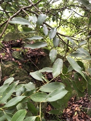 Cinnamomum insularimontanum