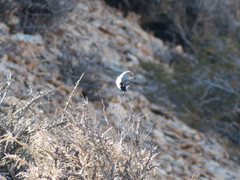 Muscisaxicola rufivertex