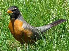 Turdus migratorius