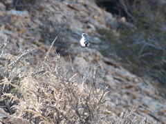 Muscisaxicola rufivertex