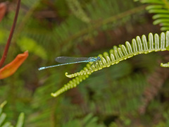 Pseudagrion australasiae