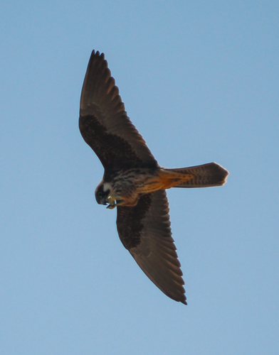 Halcón de Eleonora (Falco eleonorae)