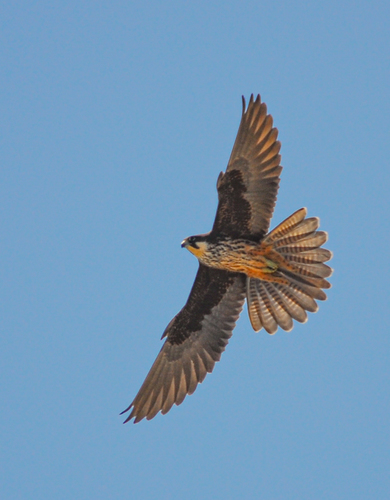 Halcón de Eleonora (Falco eleonorae)