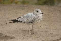 Larus delawarensis