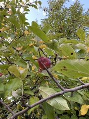 Malus domestica