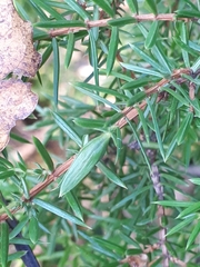 Oligotrophus juniperinus