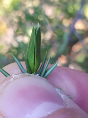 Oligotrophus juniperinus