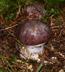 Cortinarius cumatilis