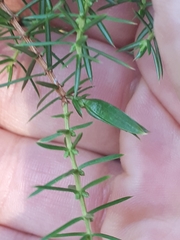 Oligotrophus juniperinus