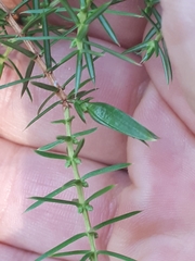 Oligotrophus juniperinus