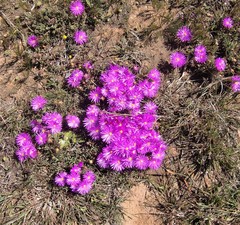 Lampranthus ceriseus