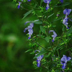 Trichostema dichotomum image