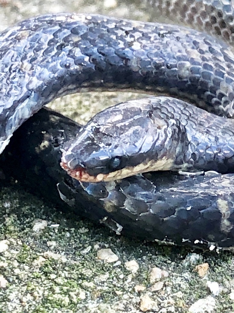 Lancini's Ground Snake