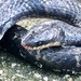 Lancini's Ground Snake - Photo (c) Manuel A. Pérez R., some rights reserved (CC BY-NC), uploaded by Manuel A. Pérez R.