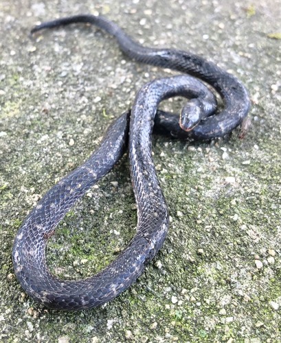 Photo of a Lancini's Ground Snake (Atractus lancinii)
