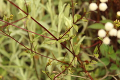 Ageratina gracilis