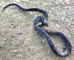 Atractus lancinii