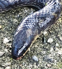 Atractus lancinii