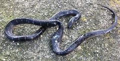 Atractus lancinii